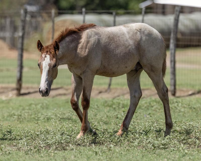 Stevie Rey Von x Purdy Bet